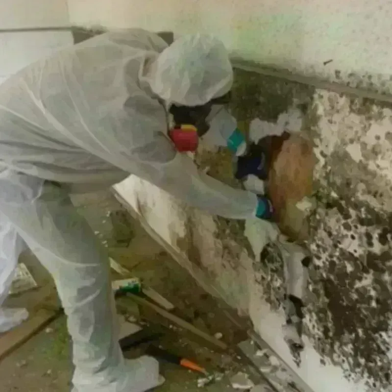 Mold Remediation and Removal in Hazelwood, NC